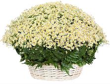 Цветочная композиция из Ромашки в корзине #REPLACE_PRED# Мантурове Курской области